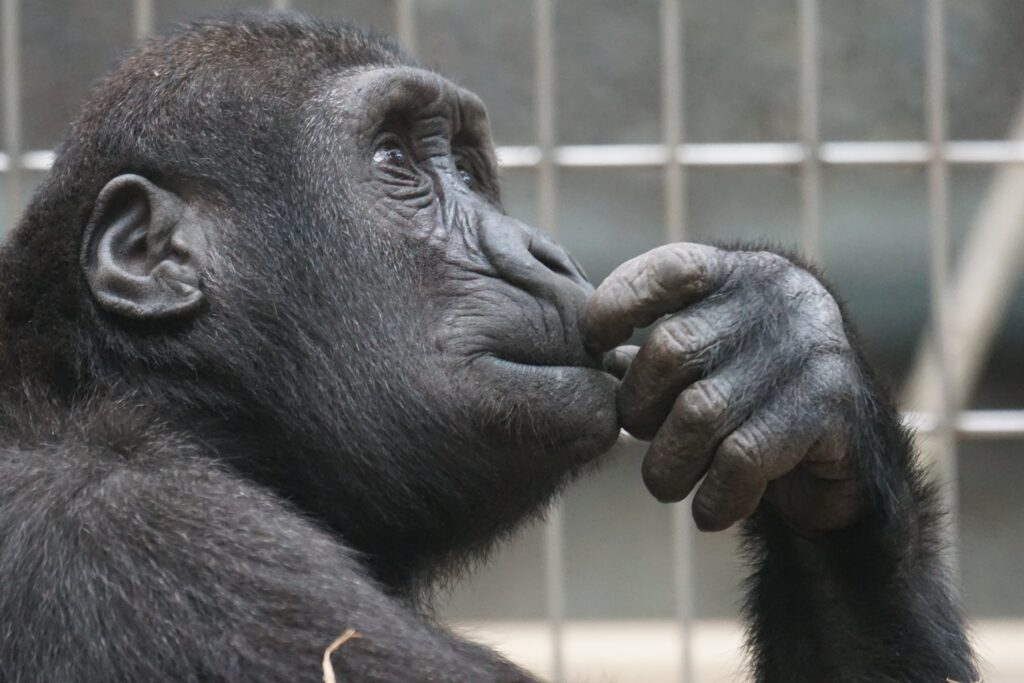 This image has an empty alt attribute; its file name is view-ape-thinking-primate-33535-1024x683.jpg